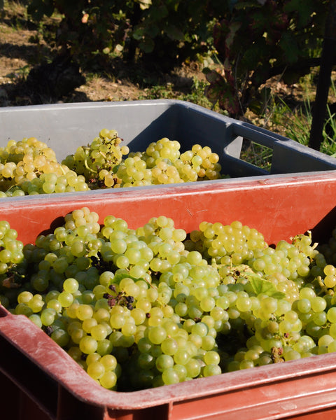 L’Atelier du Vin - The Cork Opener