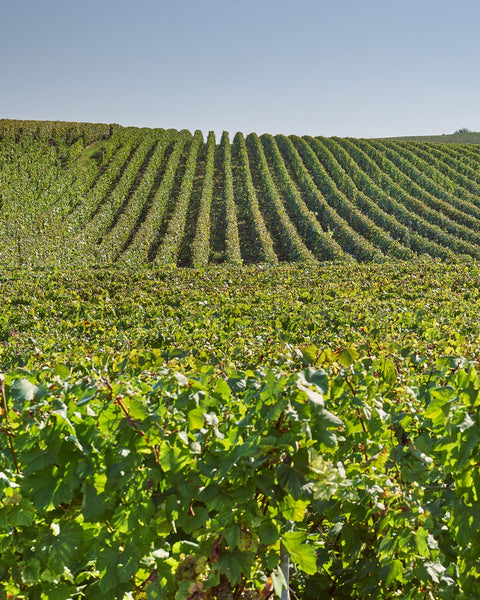 L’Atelier du Vin - The Cork Opener