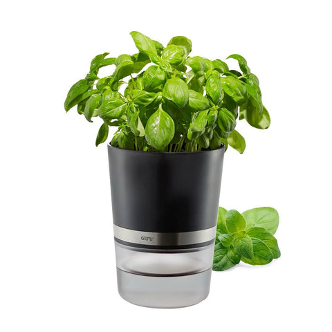 Gefu Herb Pot BOTANICO